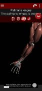 Sistema Muscular em 3D imagem 4 Thumbnail