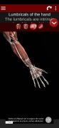 Sistema Muscular em 3D imagem 6 Thumbnail