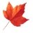 Crystal Office Maple 8.65 Français