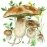 Mushrooms App 62 Français