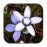Picasa Photo Albums 3.51 Français