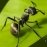 The Ants: Underground Kingdom 3.6.1 English