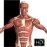 Visual Anatomy 5.0