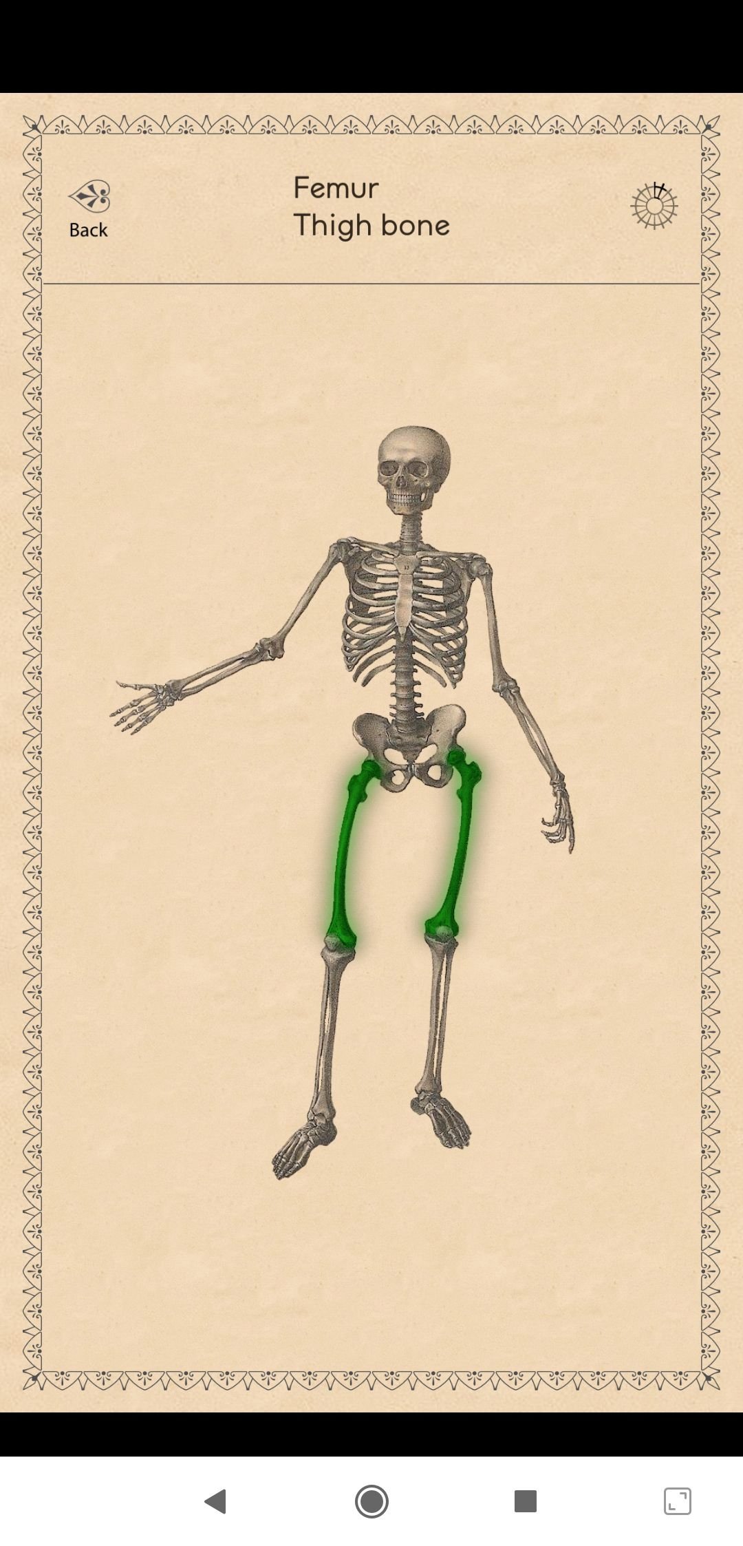 Classic Anatomy Android