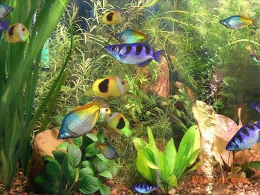 Download Screensaver Aquarium 3d Gratis Image Num 26