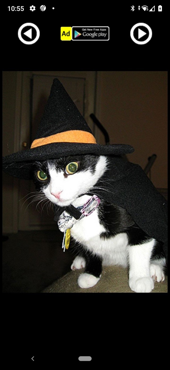 Halloween Pets Costumes Android