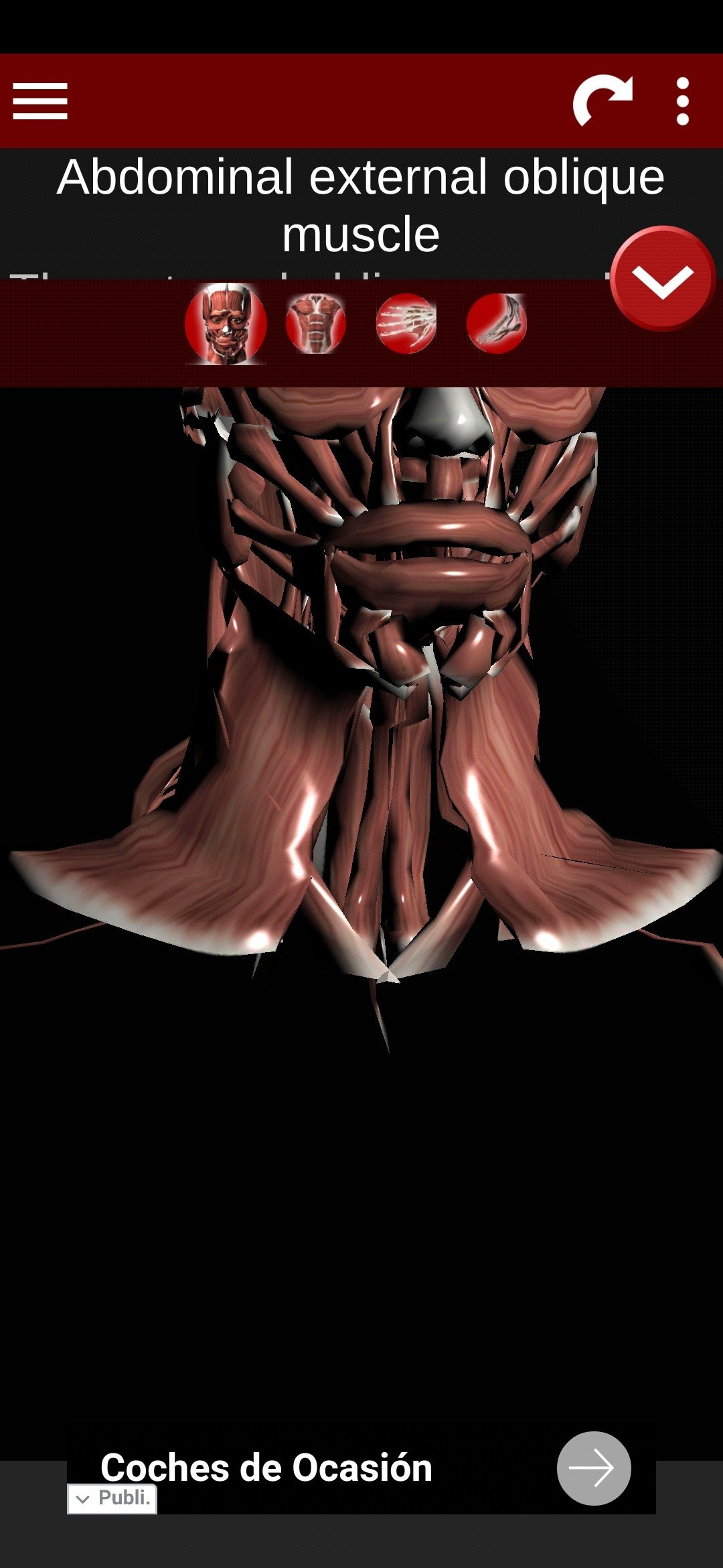 Muscular System 3D Android