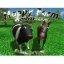 Download 3D Happy Farm For Windows