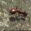 Ant Simulation 3D Android