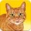 Free Download Friskies Call Your Cat 2.4