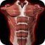 Sistema Muscular 3D Android