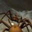Spider Nest Simulator Android