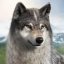 Wolf Game: The Wild Kingdom Android