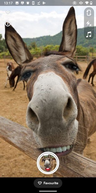 El aspecto de la lente Funny Donkey