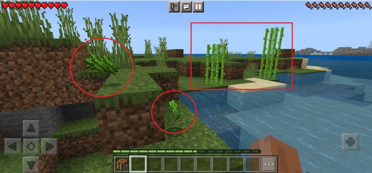 Collect sugar cane in Minecraft