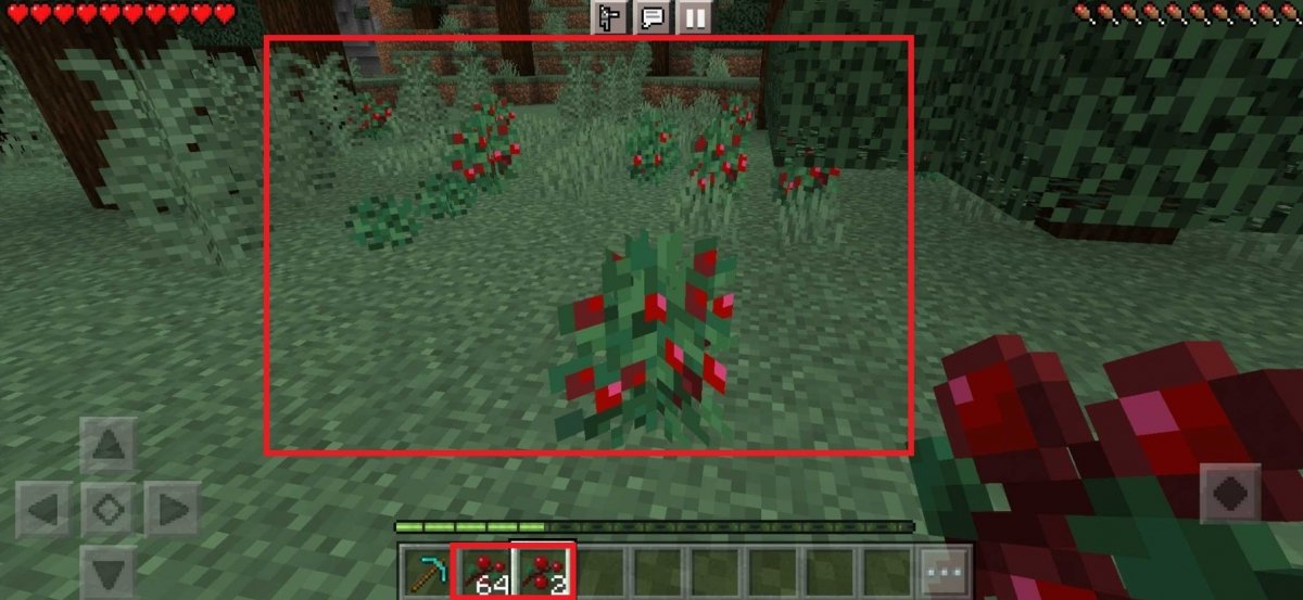 Collect sweet berries in Minecraft