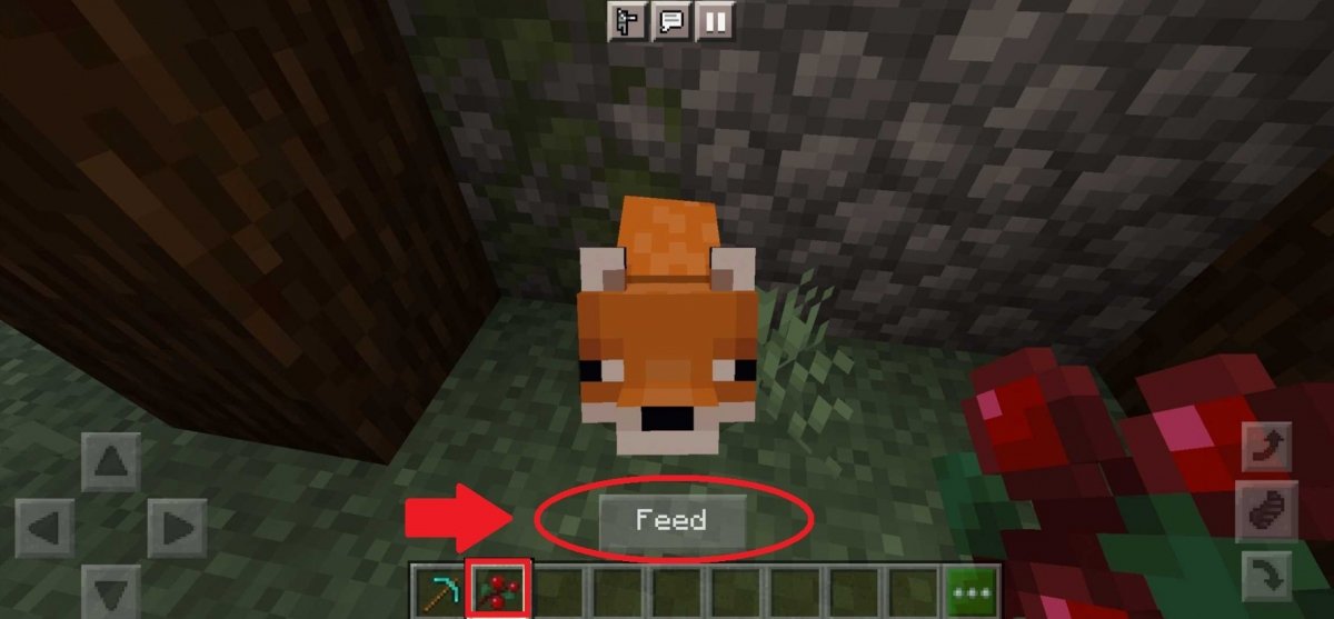 Feed the foxes with sweet berries