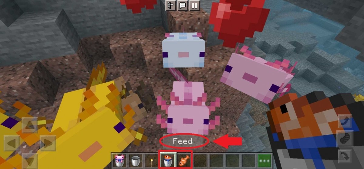 Alimentando ajolotes en Minecraft