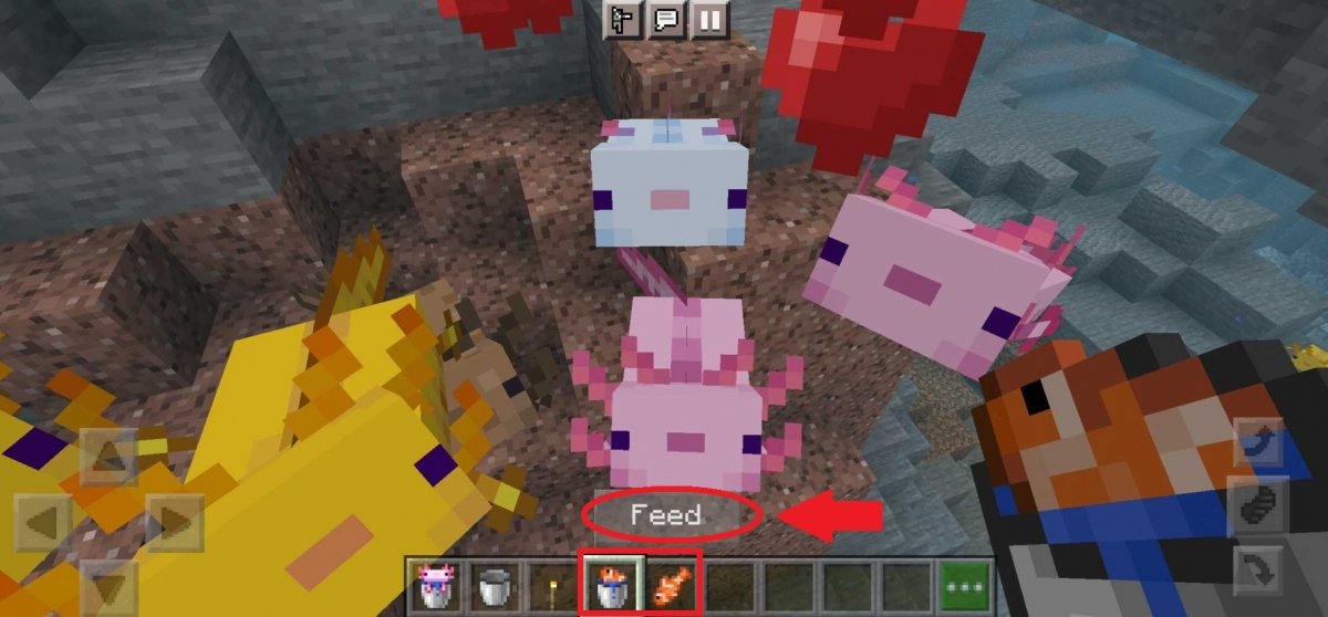 Alimentando axolotes no Minecraft